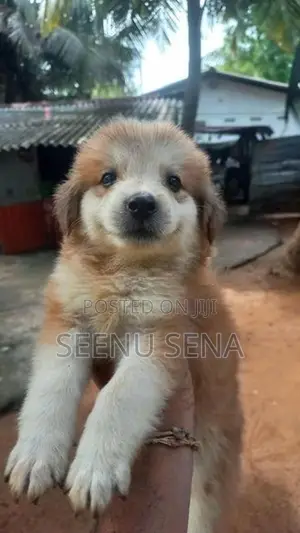 Lion Pomeranian Puppies