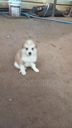 Lion Pomeranian Puppies