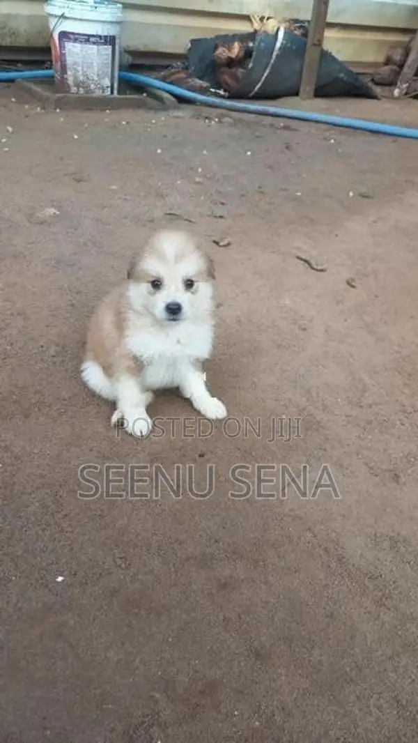 Lion Pomeranian Puppies