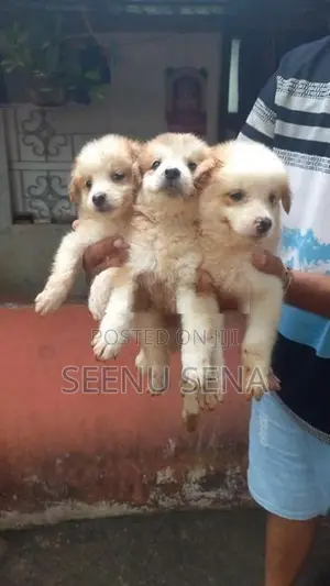 Lion Pomeranian Puppies