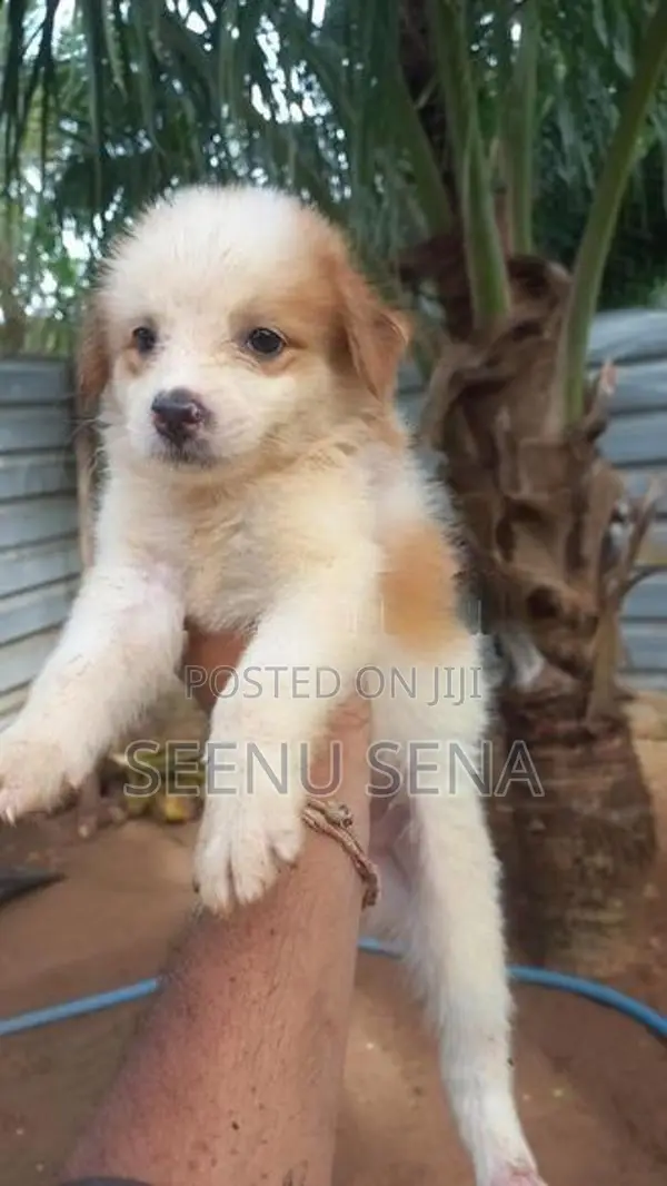 Lion Pomeranian Puppies
