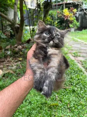 Persian Kittens