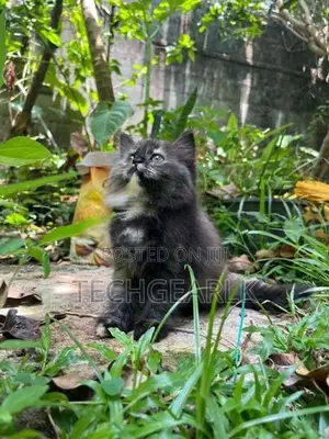 Persian Kittens