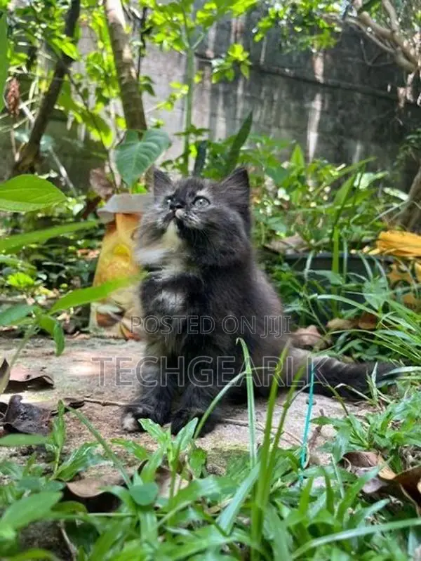 Persian Kittens