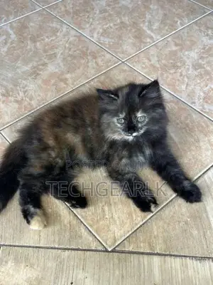 Persian Kittens