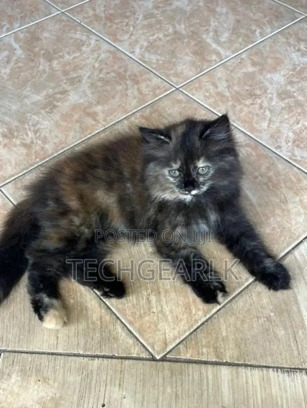 Persian Kittens