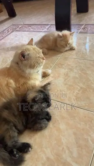 Persian Kittens