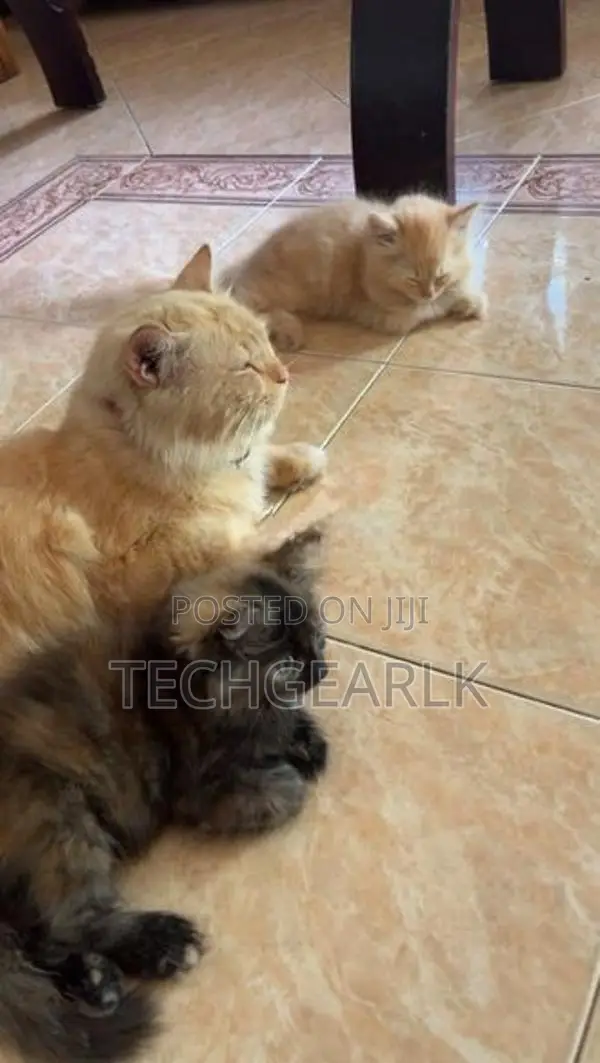 Persian Kittens