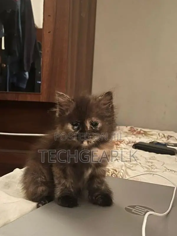 Persian Kittens