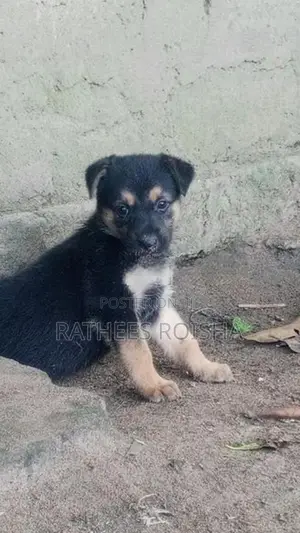 Rottweiler Cross Puppies
