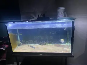 3 Ft Fish Tank