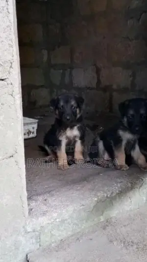 Rottweiler Cross Puppies