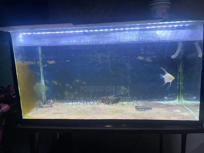 3 Ft Fish Tank