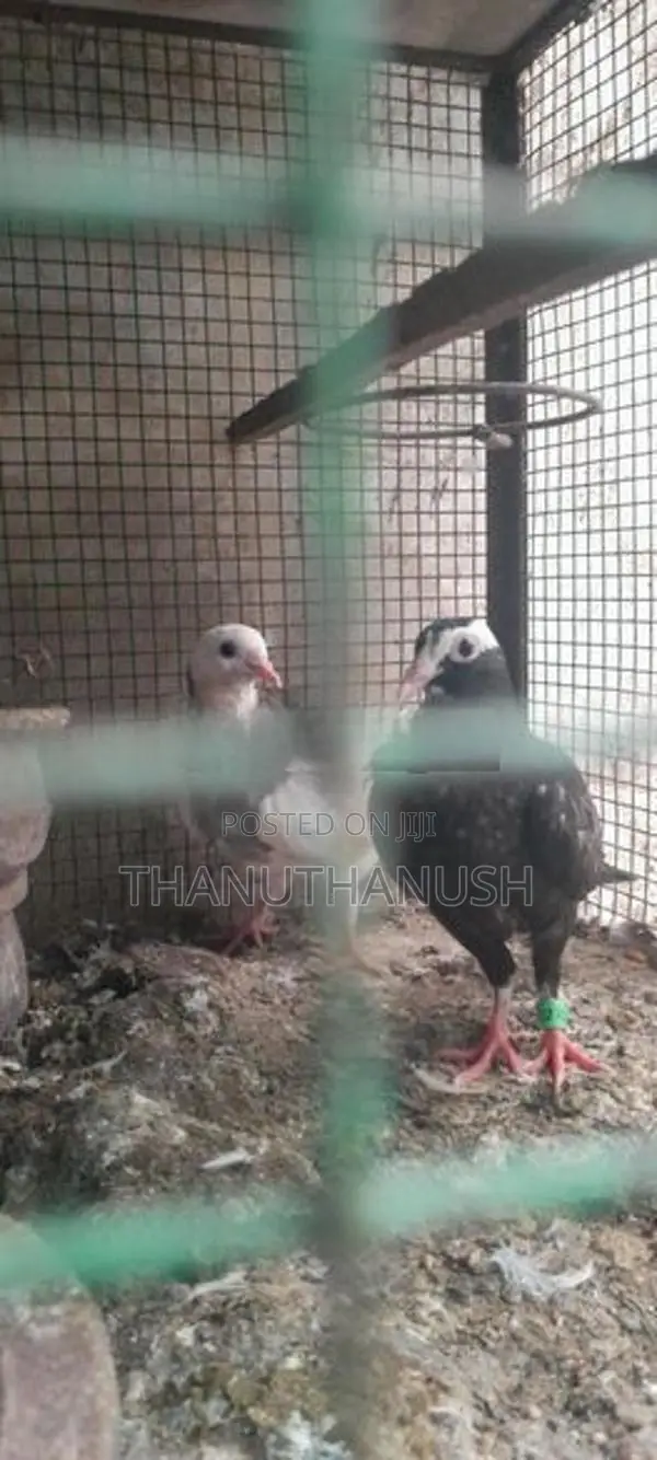 Pigeons