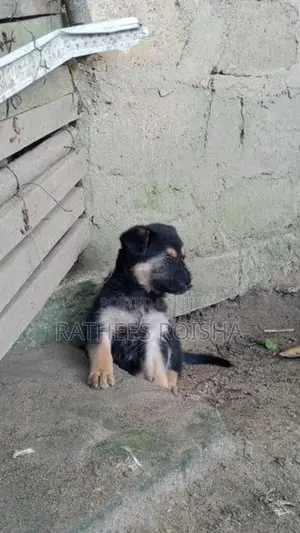 Rottweiler Cross Puppies