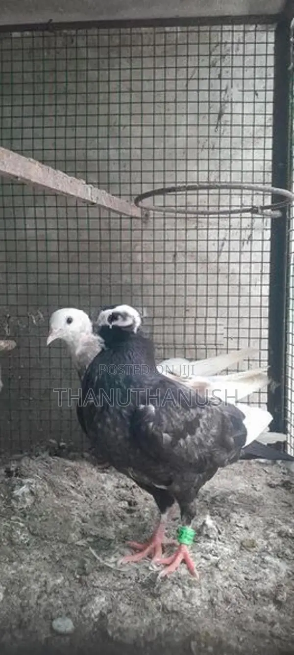 Pigeons