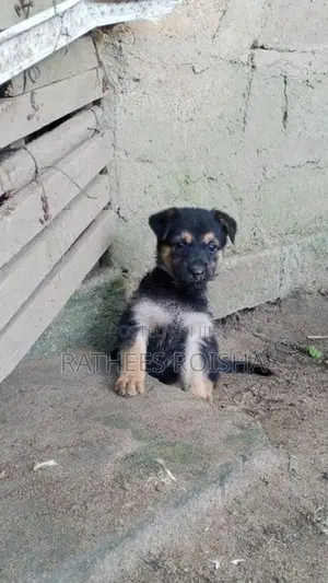 Rottweiler Cross Puppies