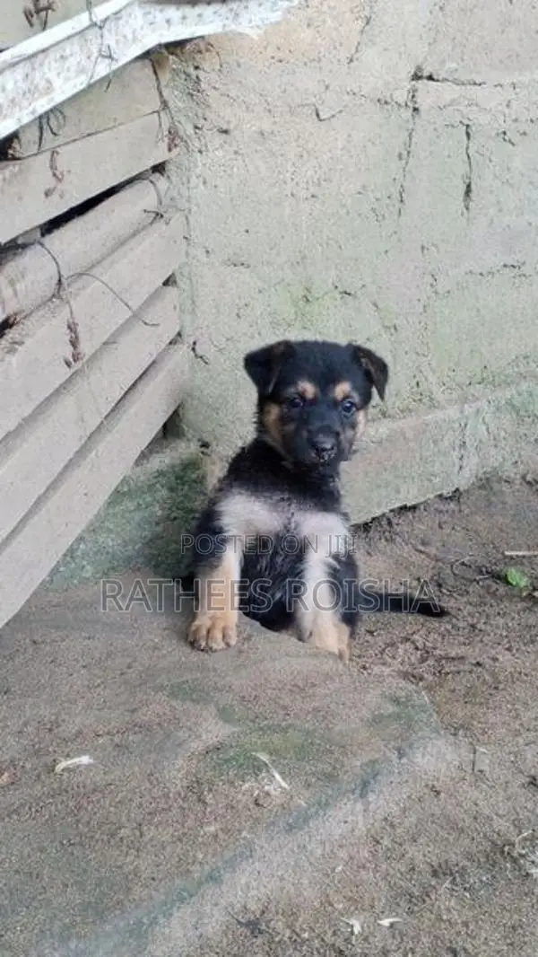 Rottweiler Cross Puppies