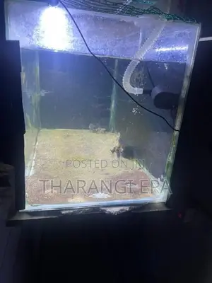 3 Ft Fish Tank