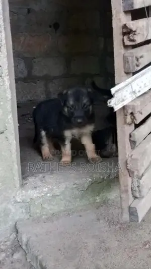 Rottweiler Cross Puppies