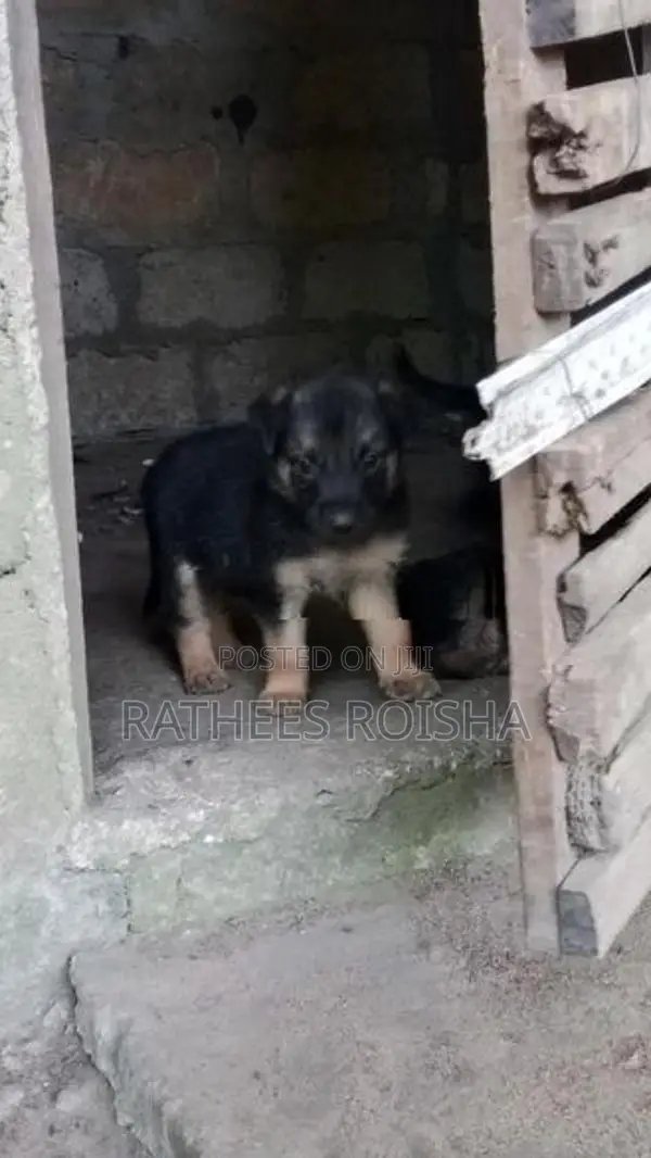 Rottweiler Cross Puppies
