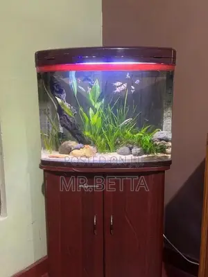 Fish Tank