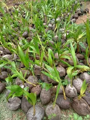 Coconut Plants