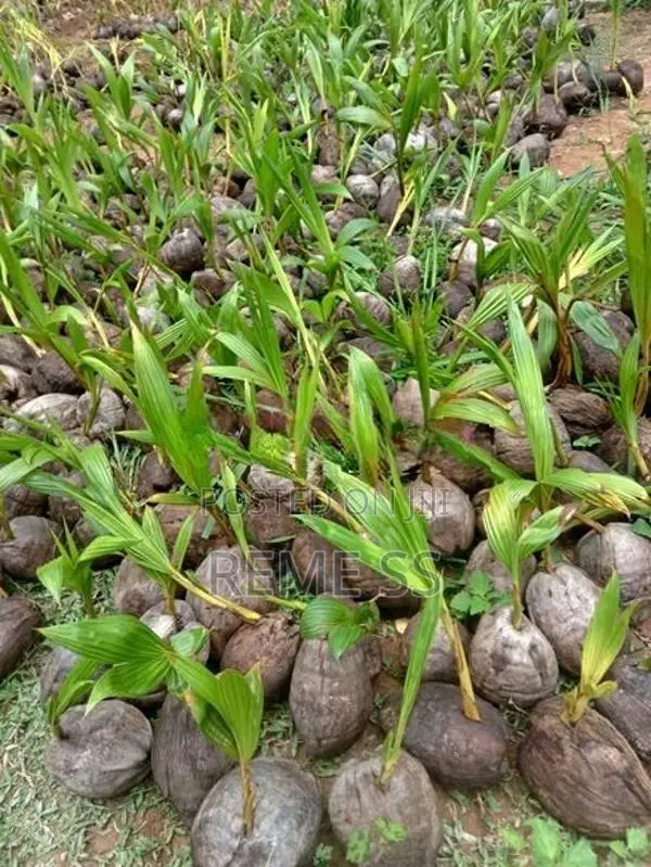 Coconut Plants