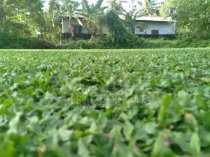 Malaysian Grass