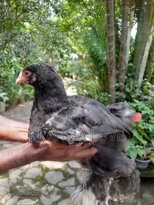 6 Brahma Chick