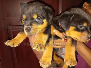 Female Rottweiler Puppy