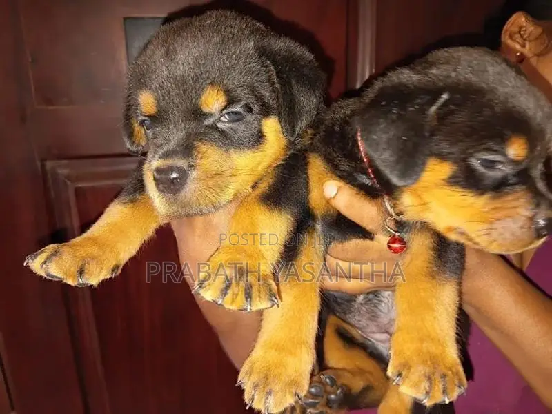 Female Rottweiler Puppy