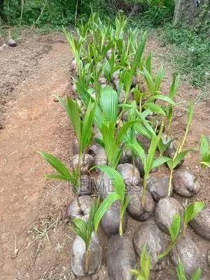 Coconut Plants