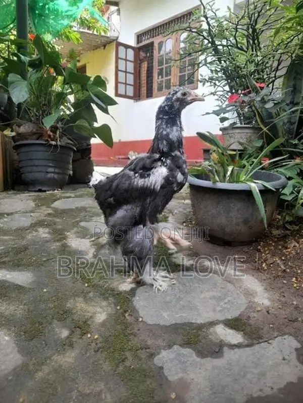 6 Brahma Chick