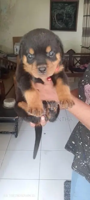 Female Rottweiler Puppy
