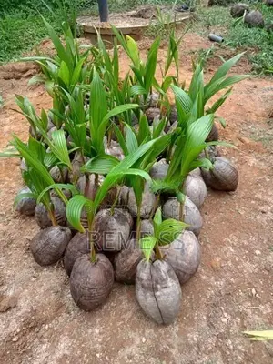 Coconut Plants