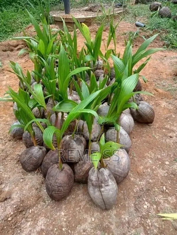 Coconut Plants