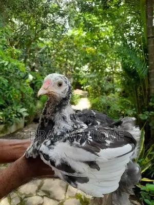 6 Brahma Chick
