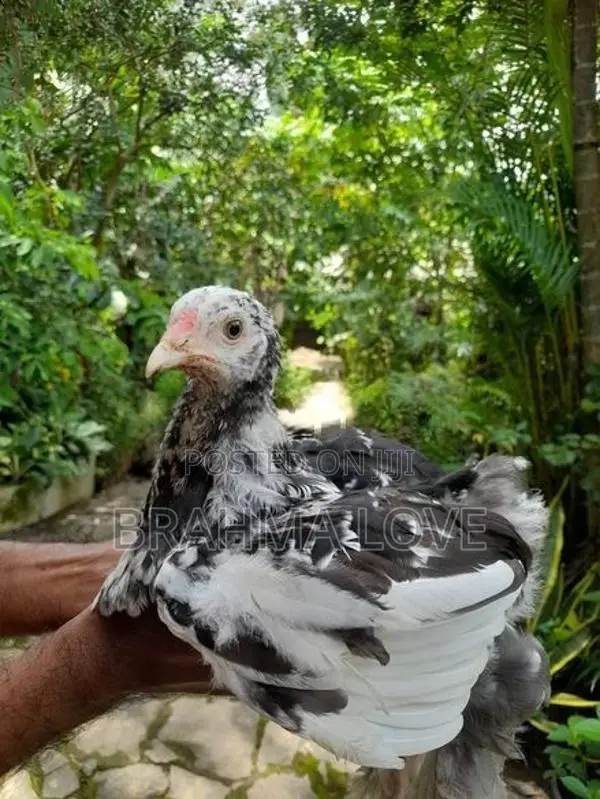 6 Brahma Chick