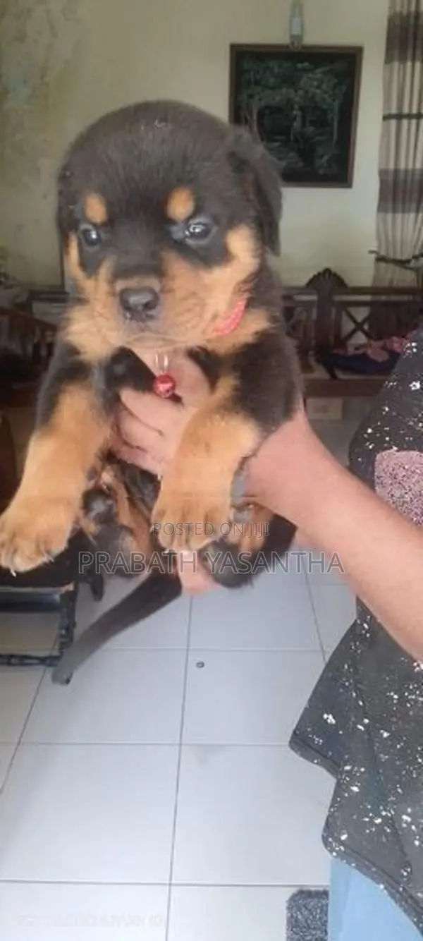 Female Rottweiler Puppy