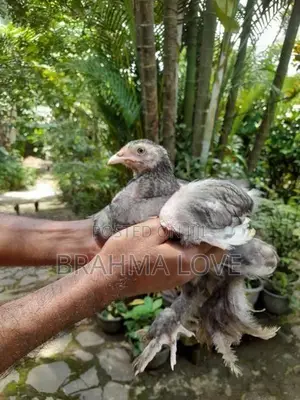 6 Brahma Chick