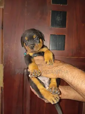 Female Rottweiler Puppy