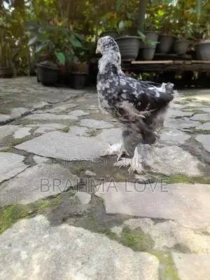 6 Brahma Chick