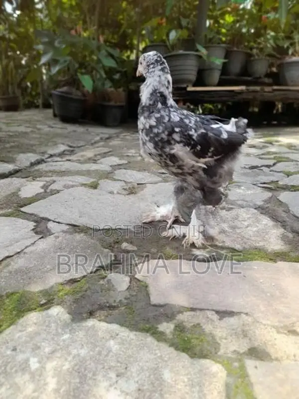 6 Brahma Chick