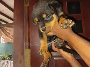 Female Rottweiler Puppy