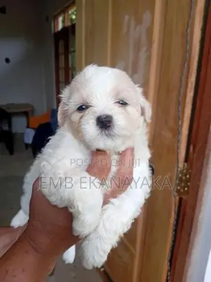 Terrier Puppies