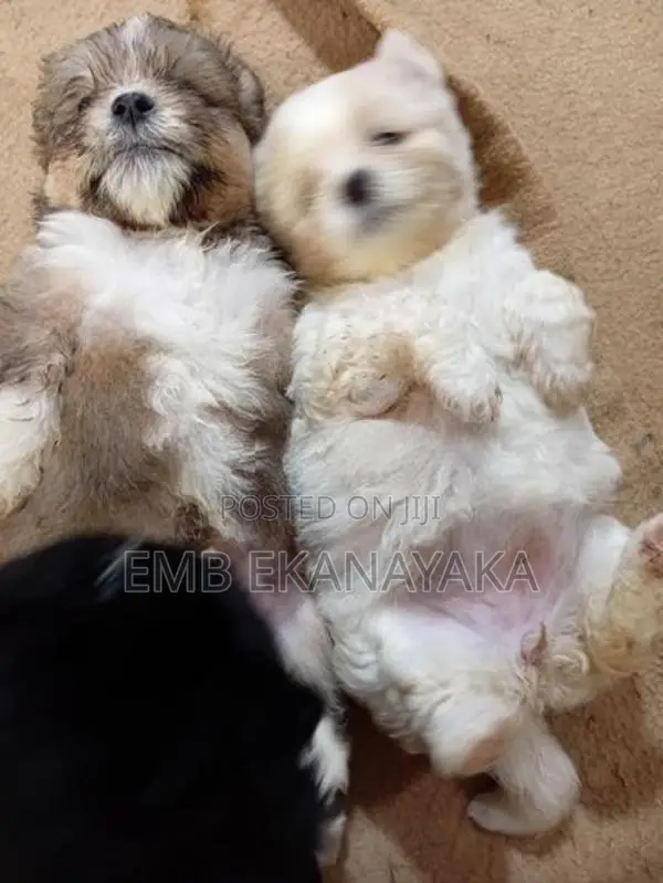 Terrier Puppies