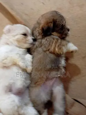 Terrier Puppies