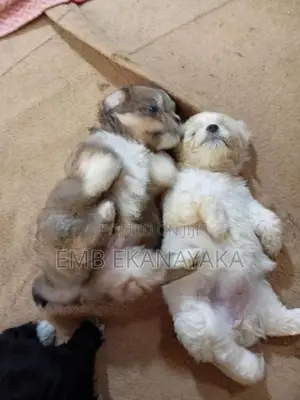 Terrier Puppies