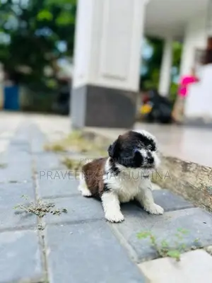 Shih Tzu Puppy
